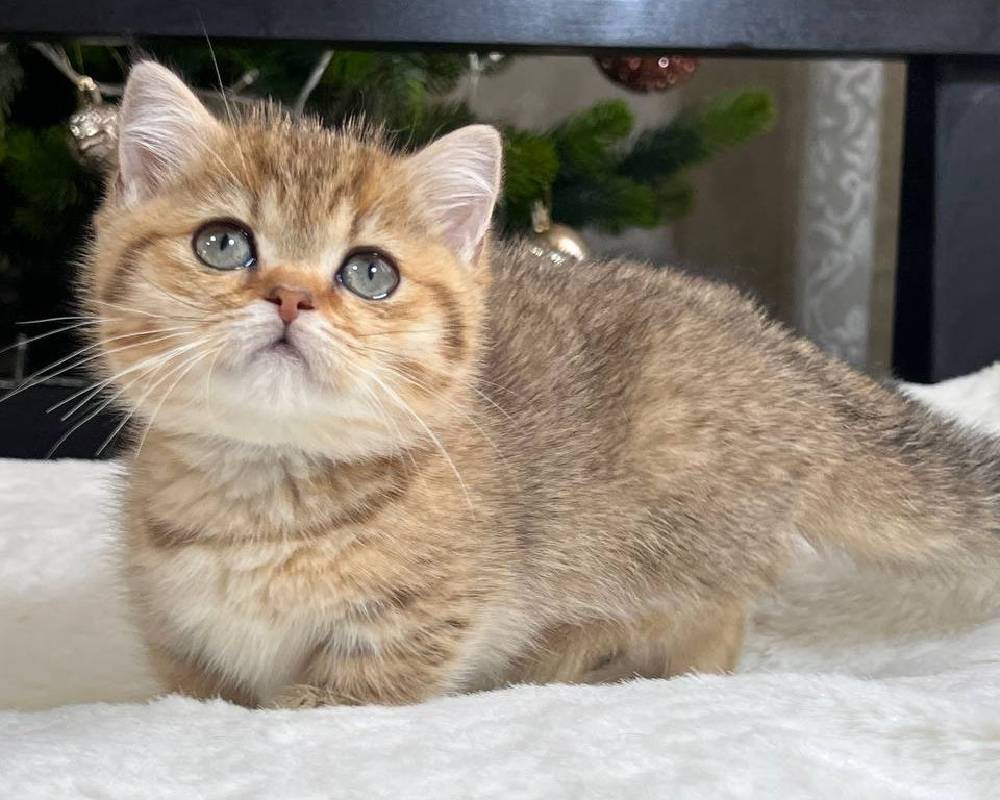 luxury picnic company - Picnic Makers