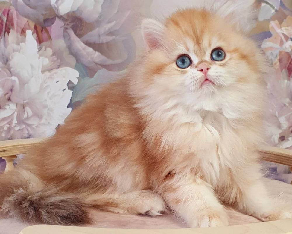 luxury picnic company - Picnic Makers