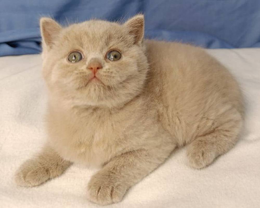 luxury picnic company - Picnic Makers