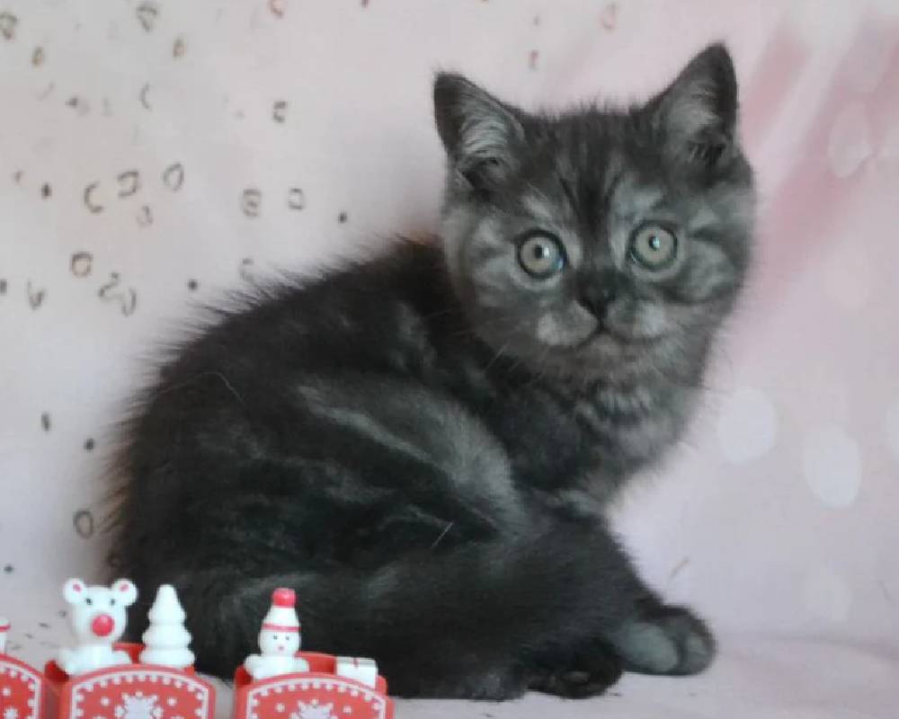 luxury picnic company - Picnic Makers