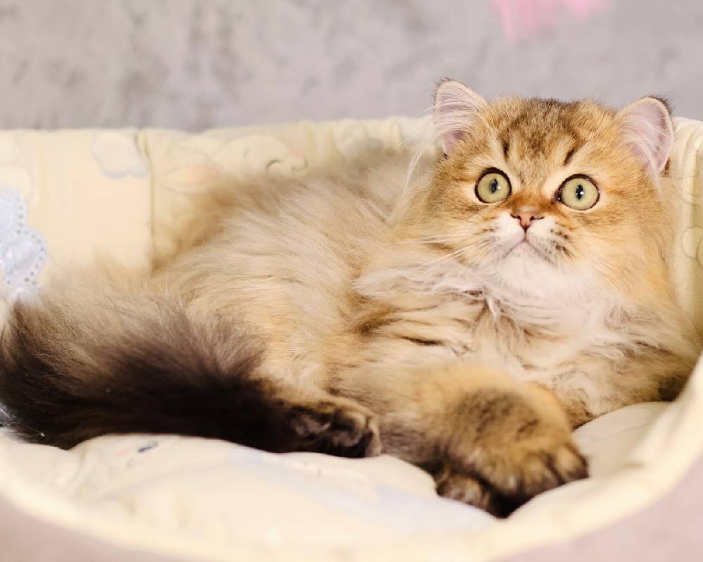 luxury picnic company - Picnic Makers