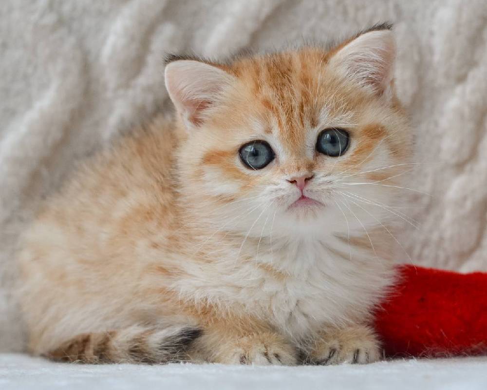 luxury picnic company - Picnic Makers