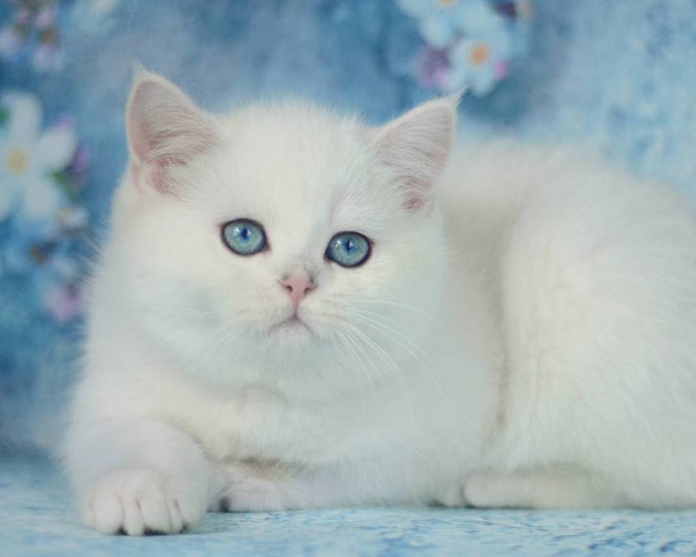 luxury picnic company - Picnic Makers