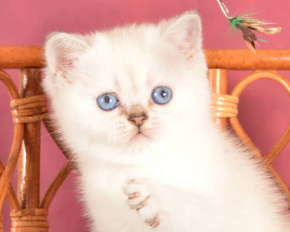 luxury picnic company - Picnic Makers