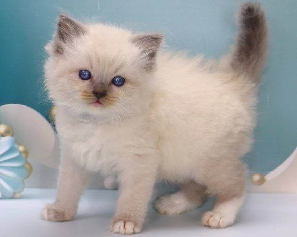 luxury picnic company - Picnic Makers