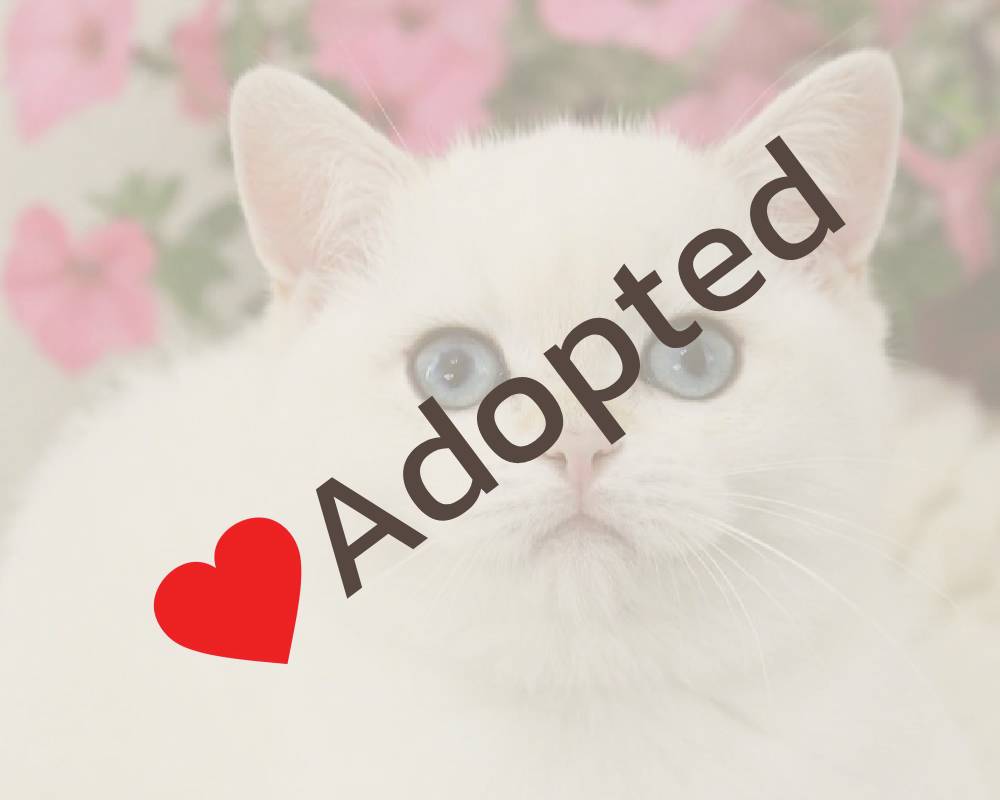 luxury picnic company - Picnic Makers