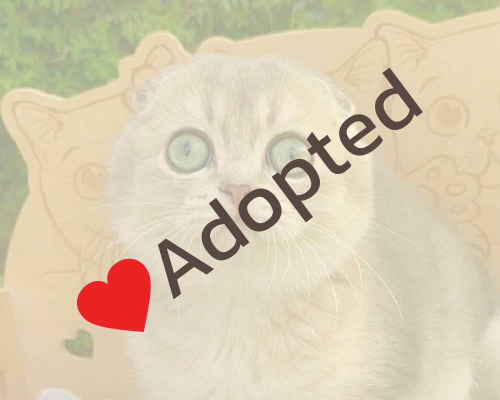 luxury picnic company - Picnic Makers