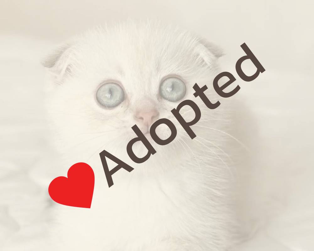 luxury picnic company - Picnic Makers