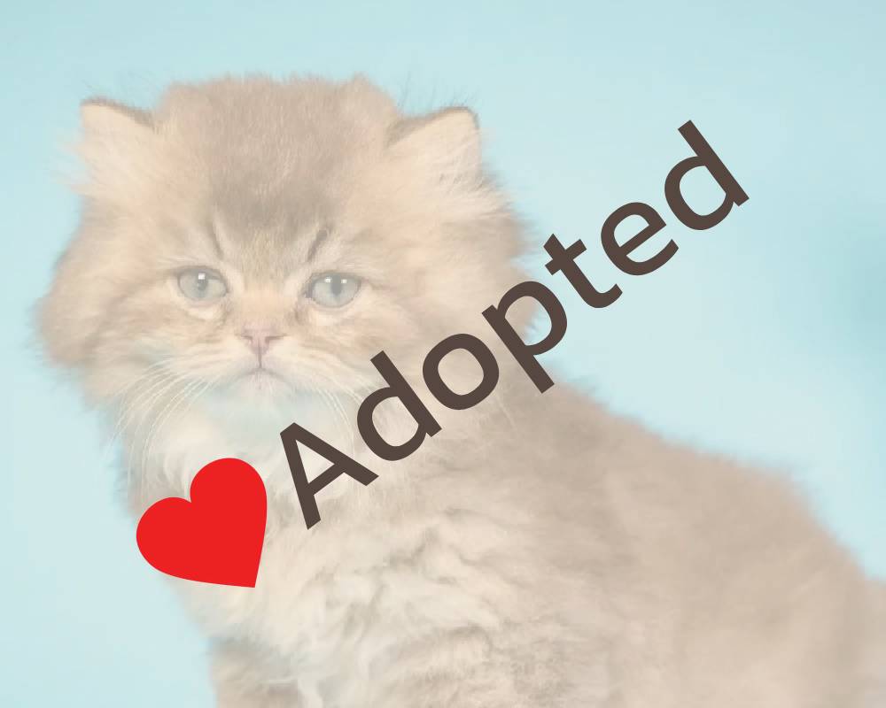 luxury picnic company - Picnic Makers