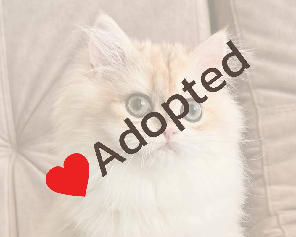 luxury picnic company - Picnic Makers