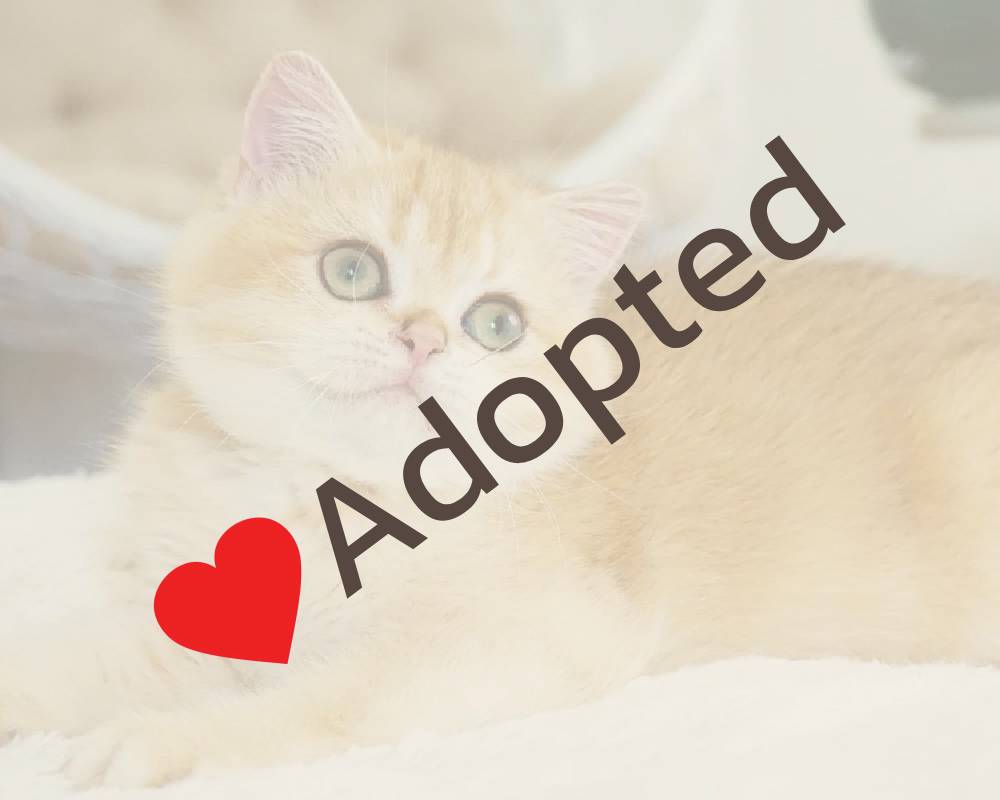 luxury picnic company - Picnic Makers luxury picnic company - Picnic Makers