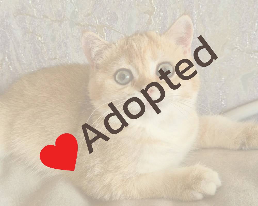 luxury picnic company - Picnic Makers