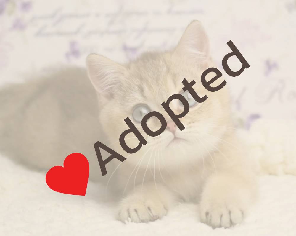 luxury picnic company - Picnic Makers luxury picnic company - Picnic Makers