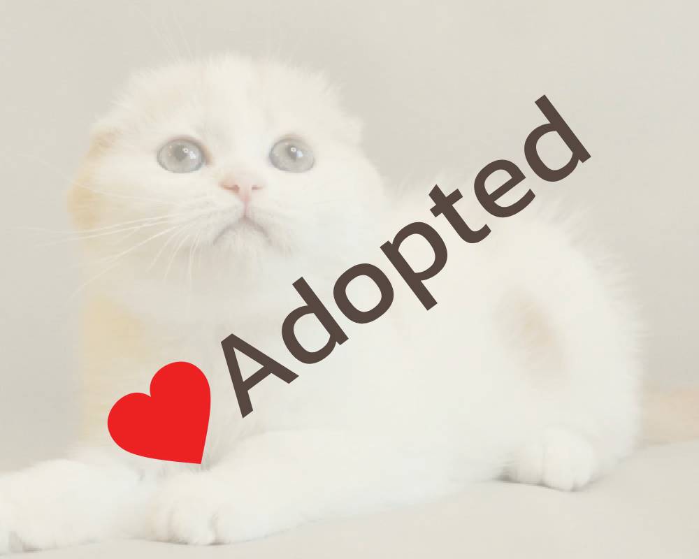 luxury picnic company - Picnic Makers luxury picnic company - Picnic Makers