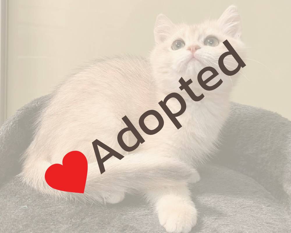 luxury picnic company - Picnic Makers