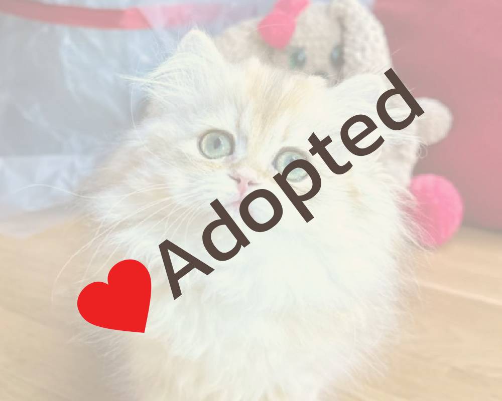 luxury picnic company - Picnic Makers