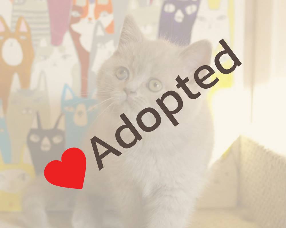 luxury picnic company - Picnic Makers luxury picnic company - Picnic Makers