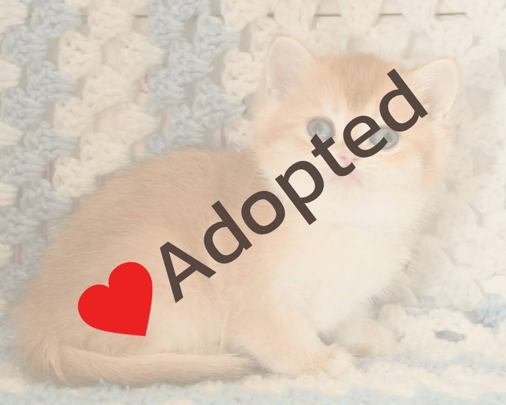 luxury picnic company - Picnic Makers luxury picnic company - Picnic Makers