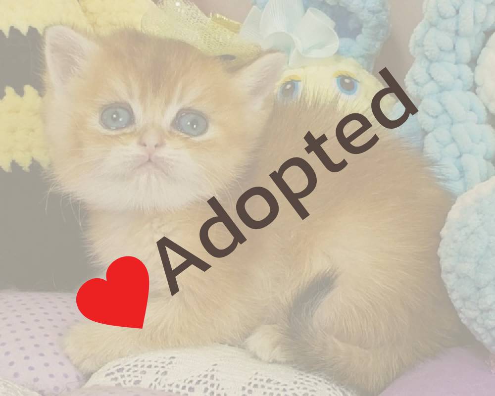 luxury picnic company - Picnic Makers luxury picnic company - Picnic Makers