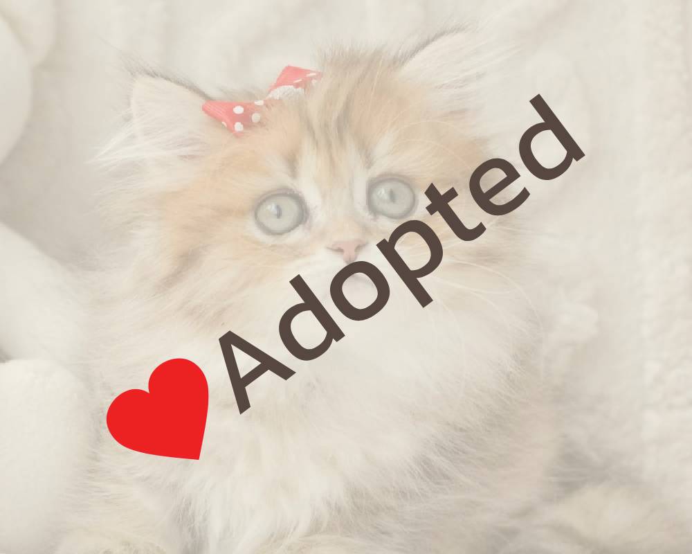 luxury picnic company - Picnic Makers luxury picnic company - Picnic Makers