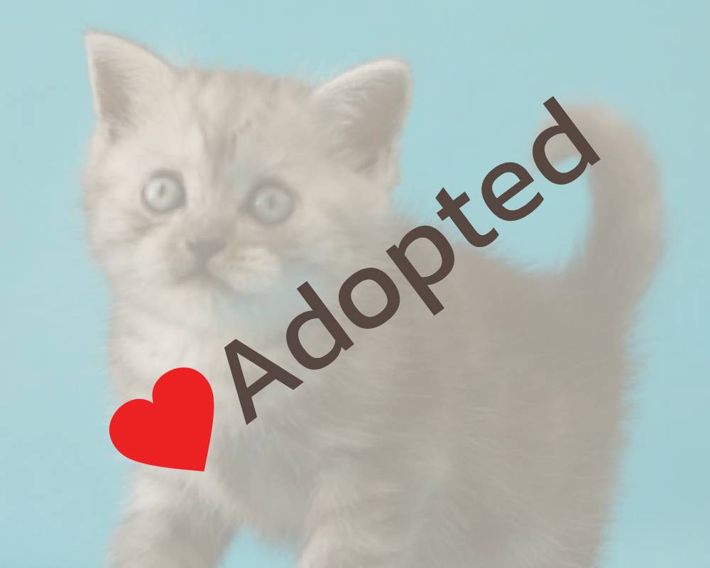 luxury picnic company - Picnic Makers luxury picnic company - Picnic Makers