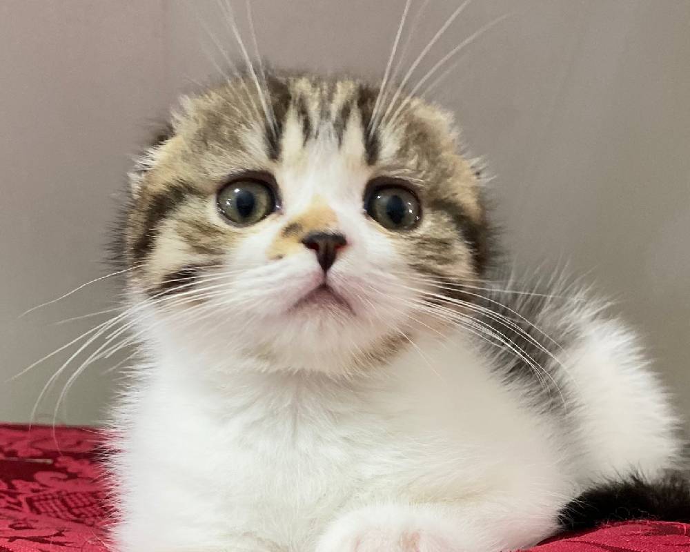 luxury picnic company - Picnic Makers