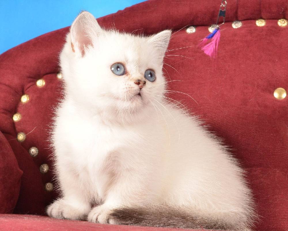 luxury picnic company - Picnic Makers