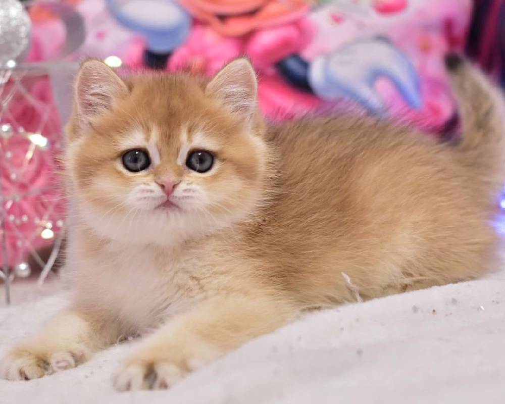 luxury picnic company - Picnic Makers