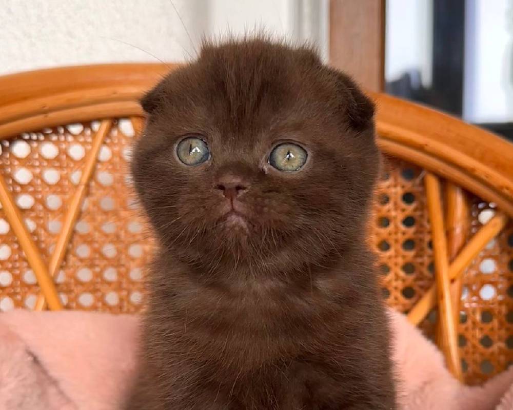 luxury picnic company - Picnic Makers