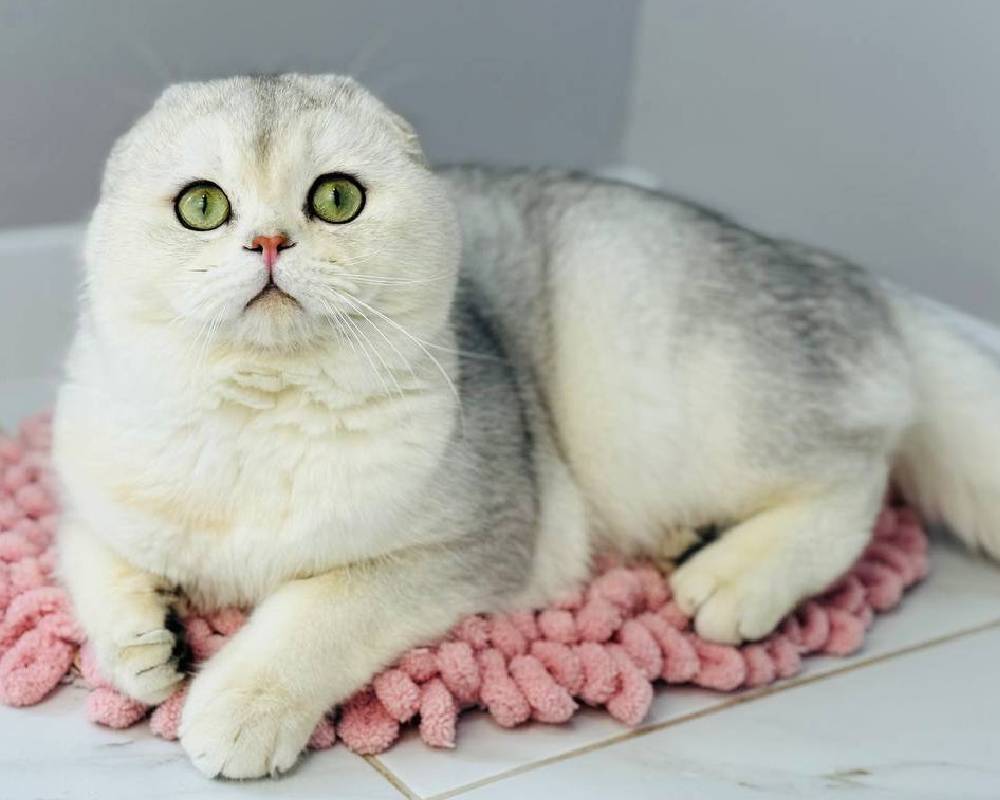 luxury picnic company - Picnic Makers