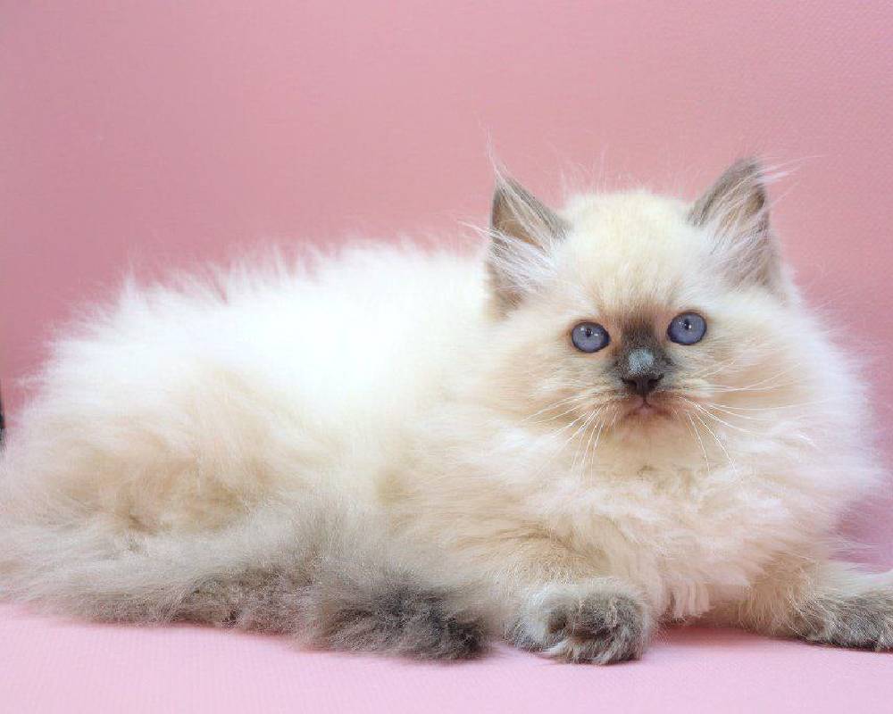 luxury picnic company - Picnic Makers