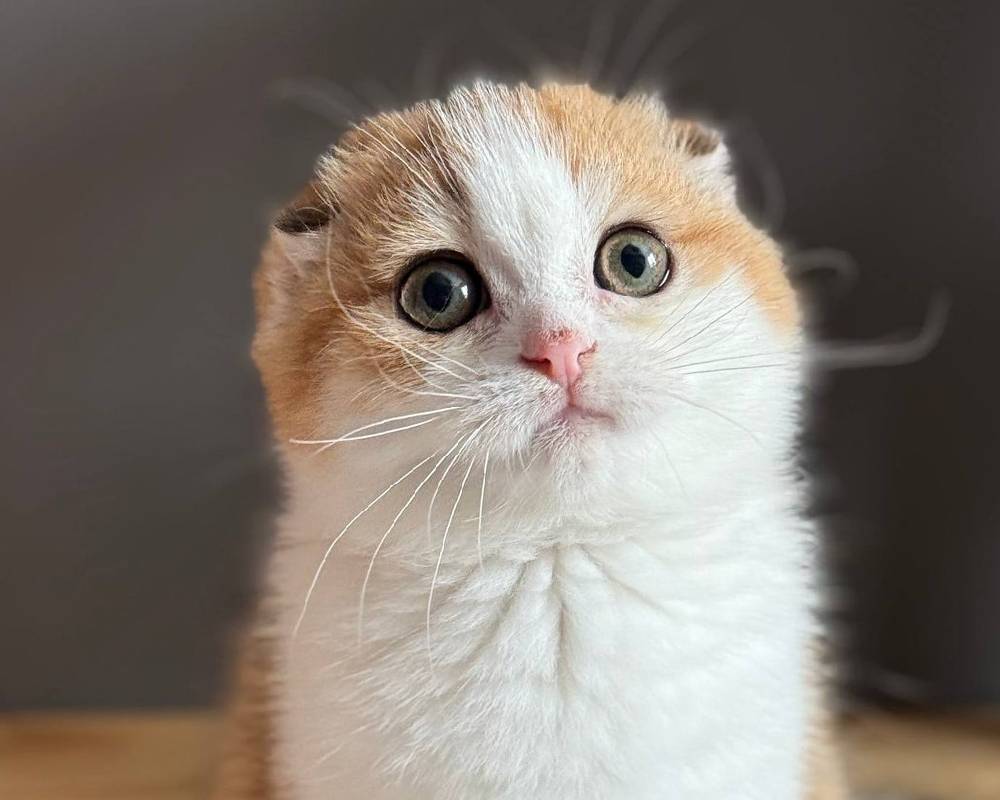 luxury picnic company - Picnic Makers