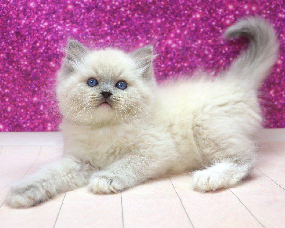 luxury picnic company - Picnic Makers