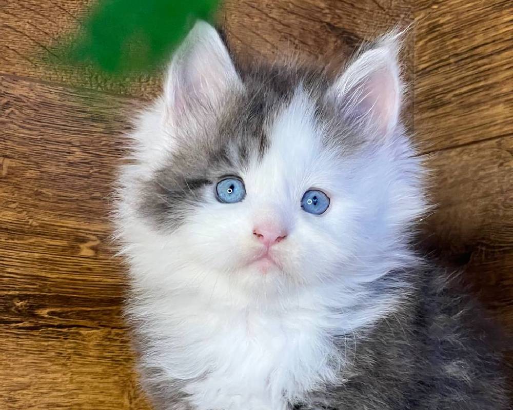 luxury picnic company - Picnic Makers