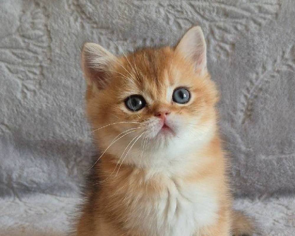 luxury picnic company - Picnic Makers