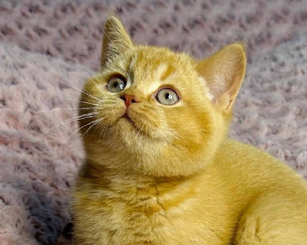 luxury picnic company - Picnic Makers