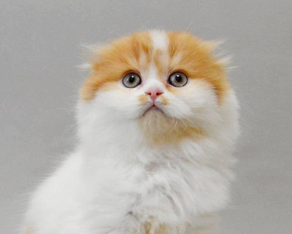 luxury picnic company - Picnic Makers