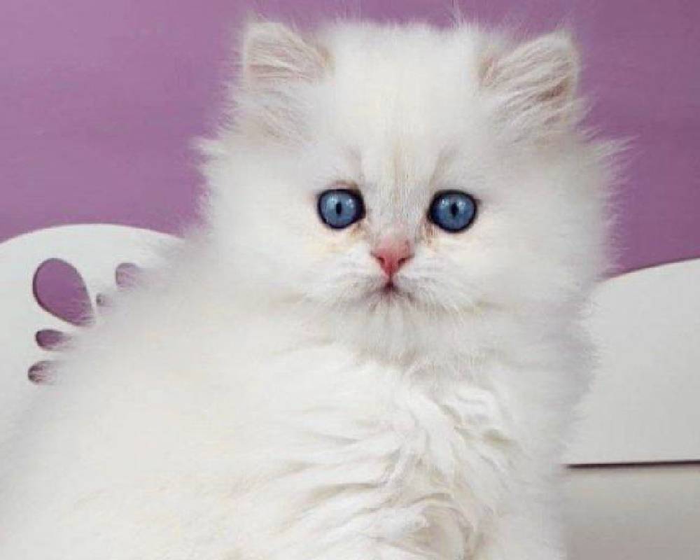 luxury picnic company - Picnic Makers