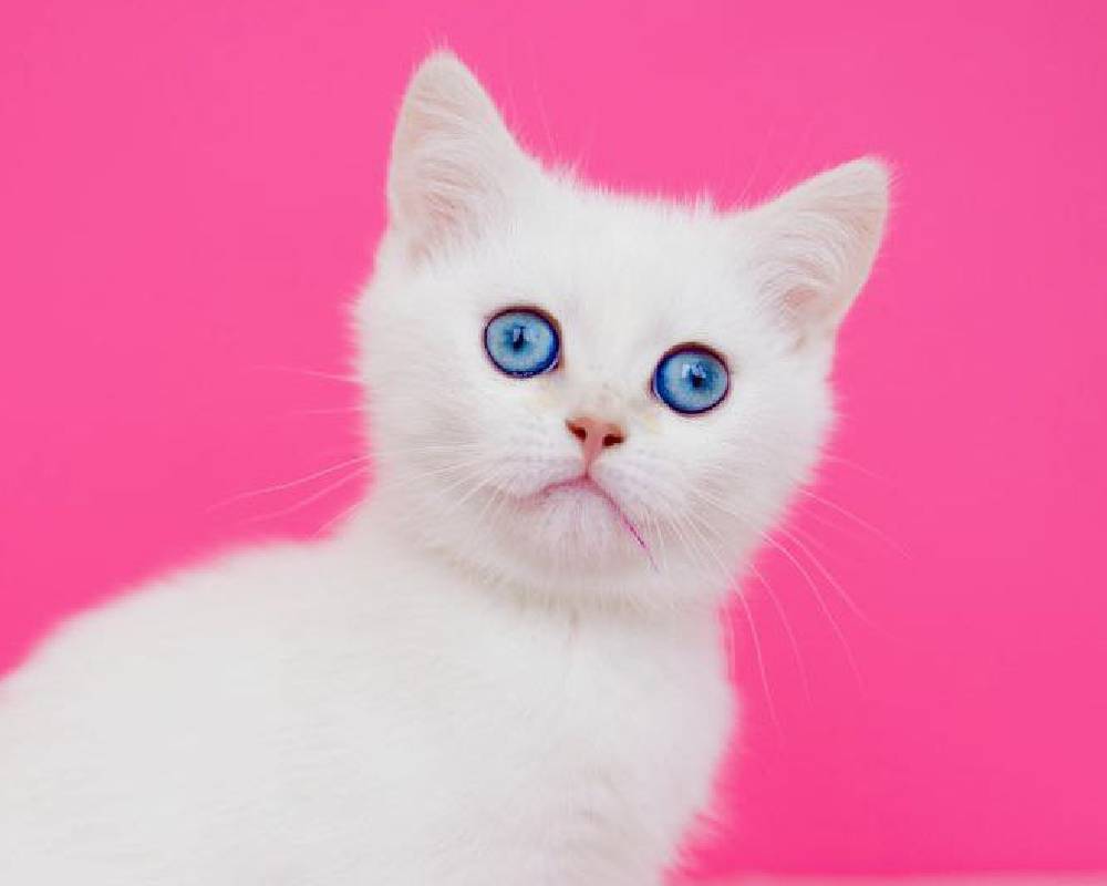 luxury picnic company - Picnic Makers