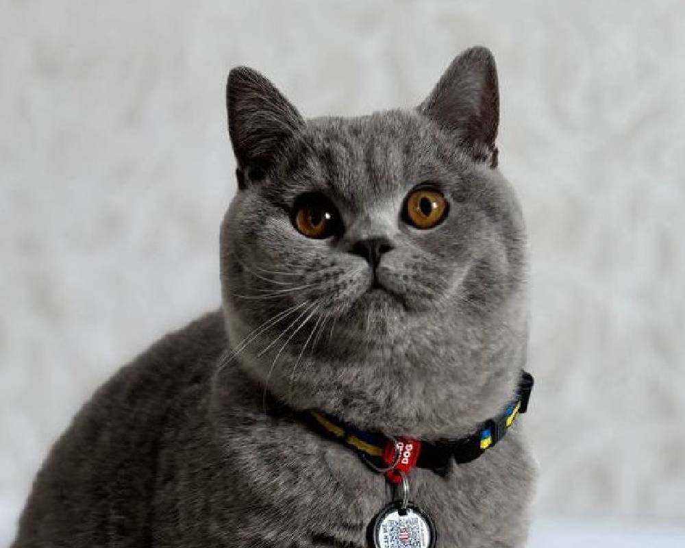 luxury picnic company - Picnic Makers