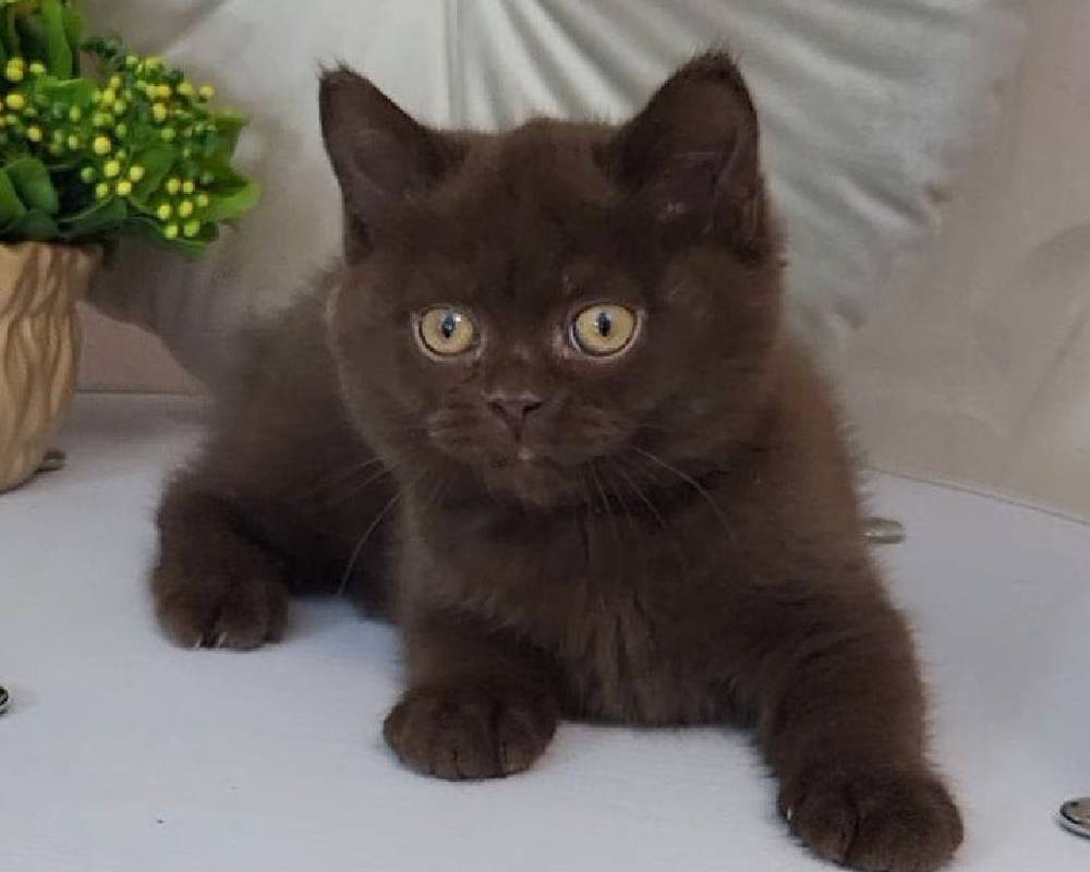 luxury picnic company - Picnic Makers