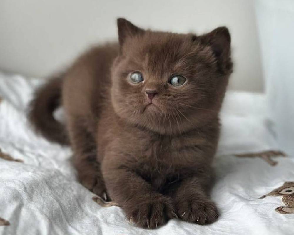 luxury picnic company - Picnic Makers