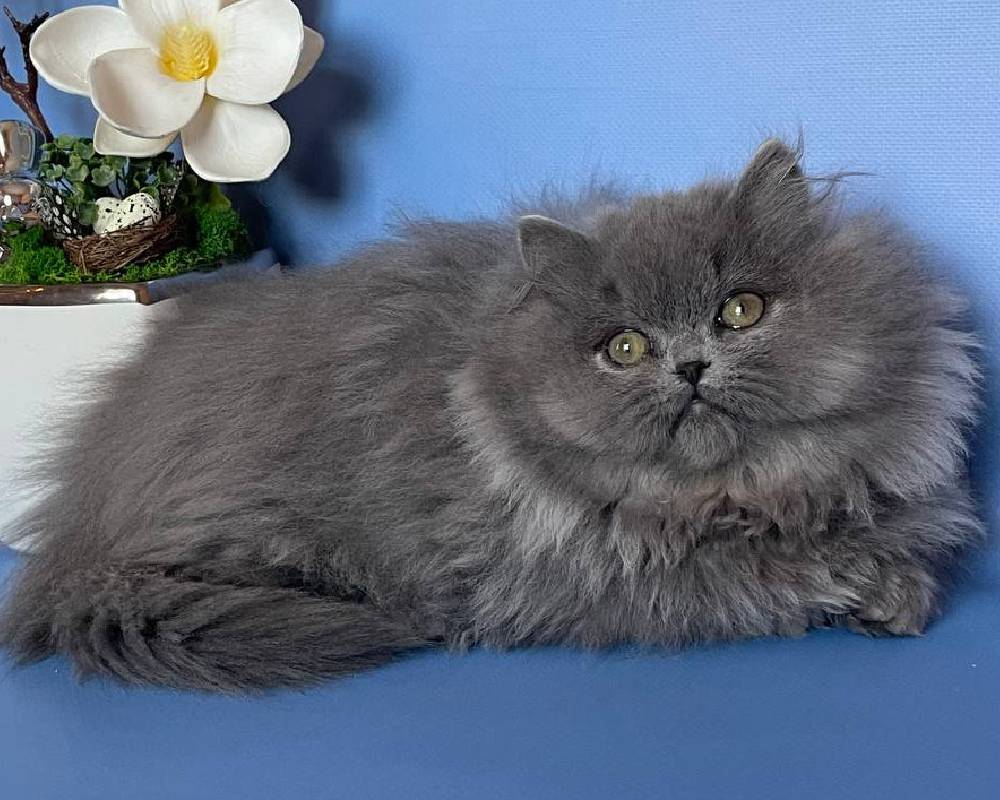 luxury picnic company - Picnic Makers