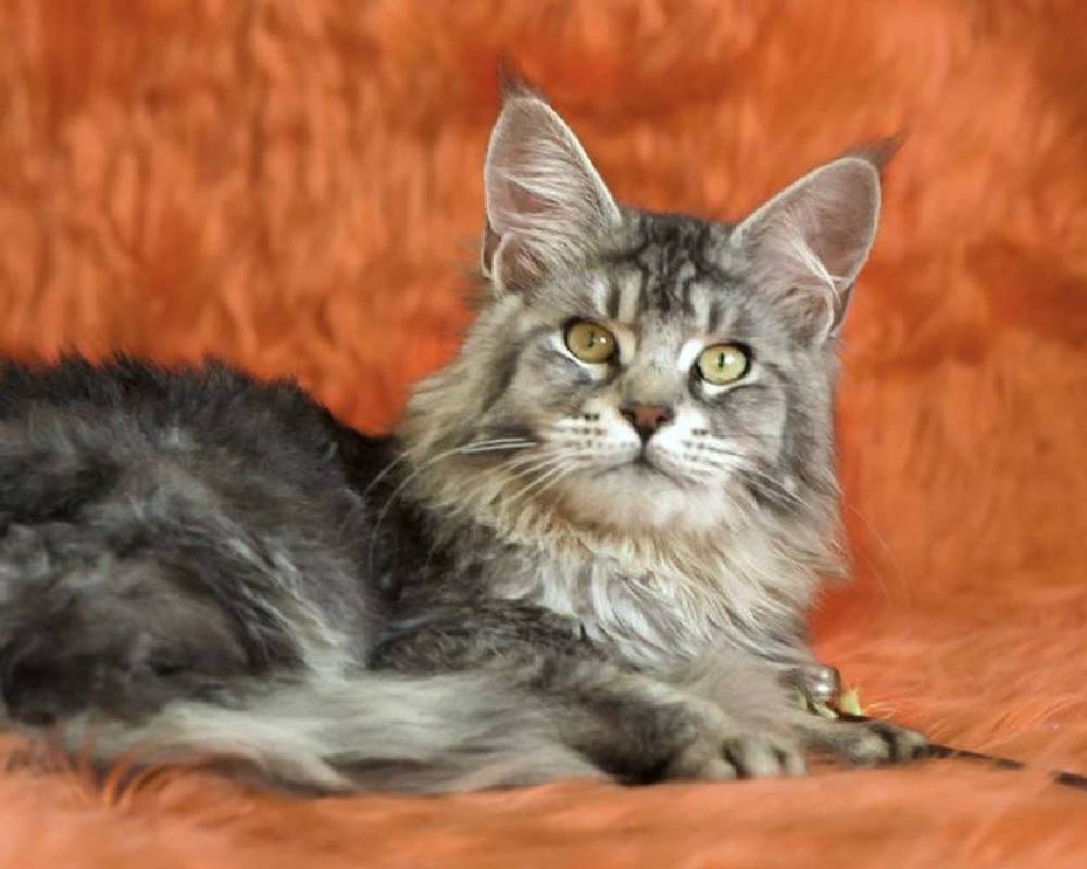 luxury picnic company - Picnic Makers