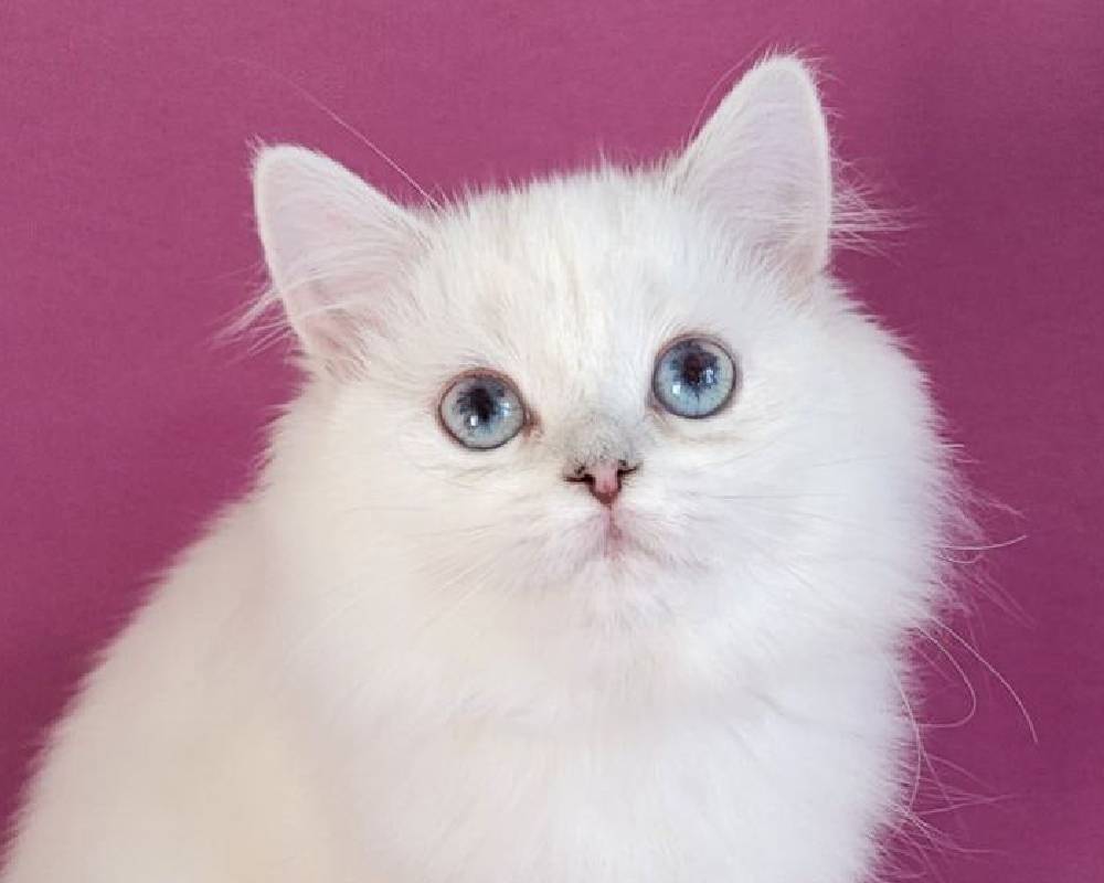 luxury picnic company - Picnic Makers