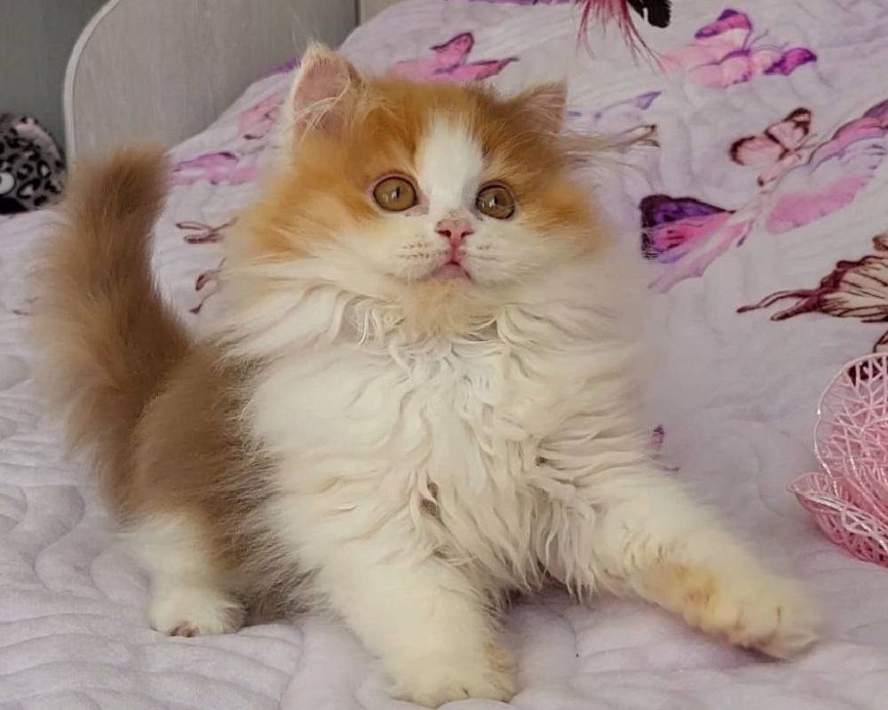 luxury picnic company - Picnic Makers