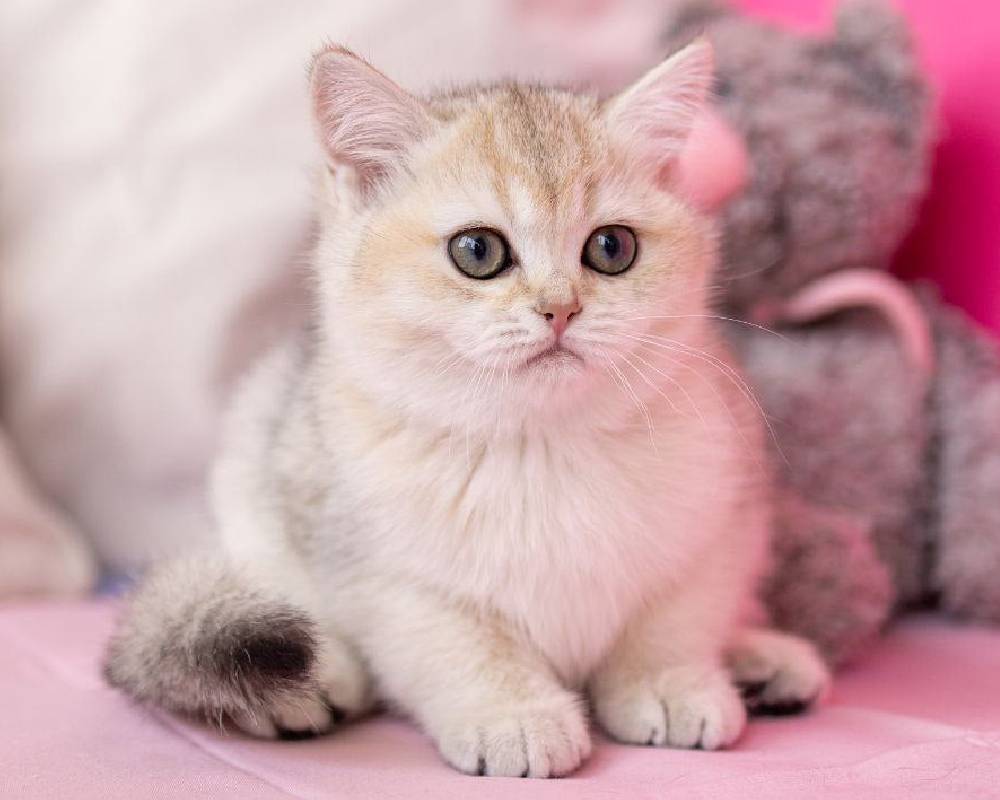 luxury picnic company - Picnic Makers