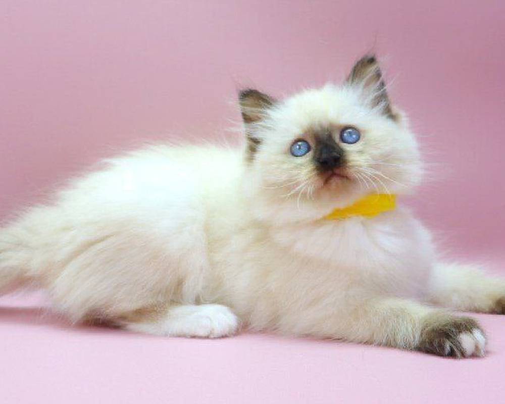 luxury picnic company - Picnic Makers