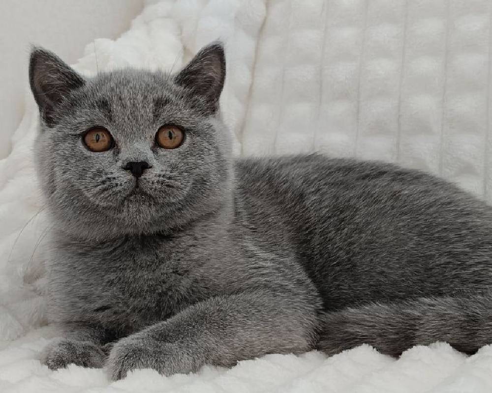 luxury picnic company - Picnic Makers