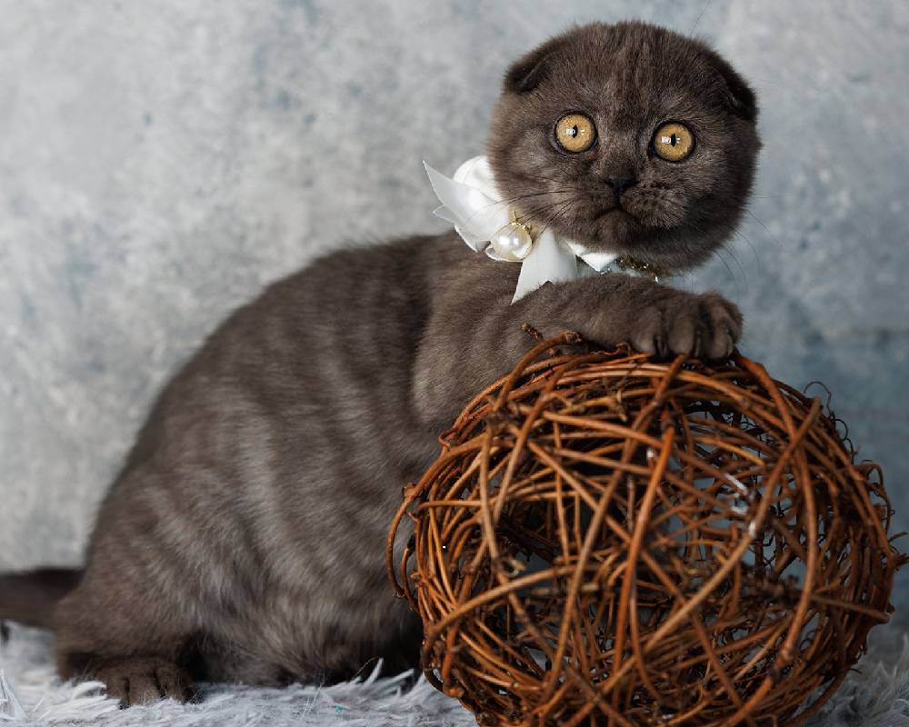 luxury picnic company - Picnic Makers